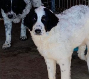 Oreo a black and white Romanian rescue dog | 1 Dog at a Time Rescue UK