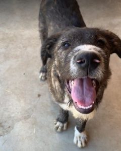 Oscar a brown and white Romanian rescue dog | 1 Dog at a Time Rescue UK