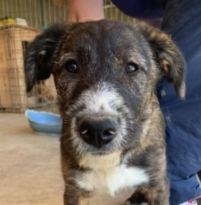 Oscar a brown and white Romanian rescue dog | 1 Dog at a Time Rescue UK