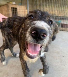 Oscar a brown and white Romanian rescue dog | 1 Dog at a Time Rescue UK