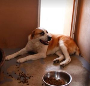 Pasha a white and tan Romanian rescue dog | 1 Dog at a Time Rescue UK