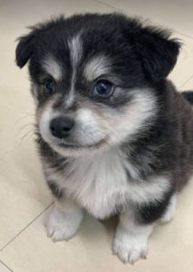 Pepe a black and white Romanian rescue dog | 1 Dog at a Time Rescue UK