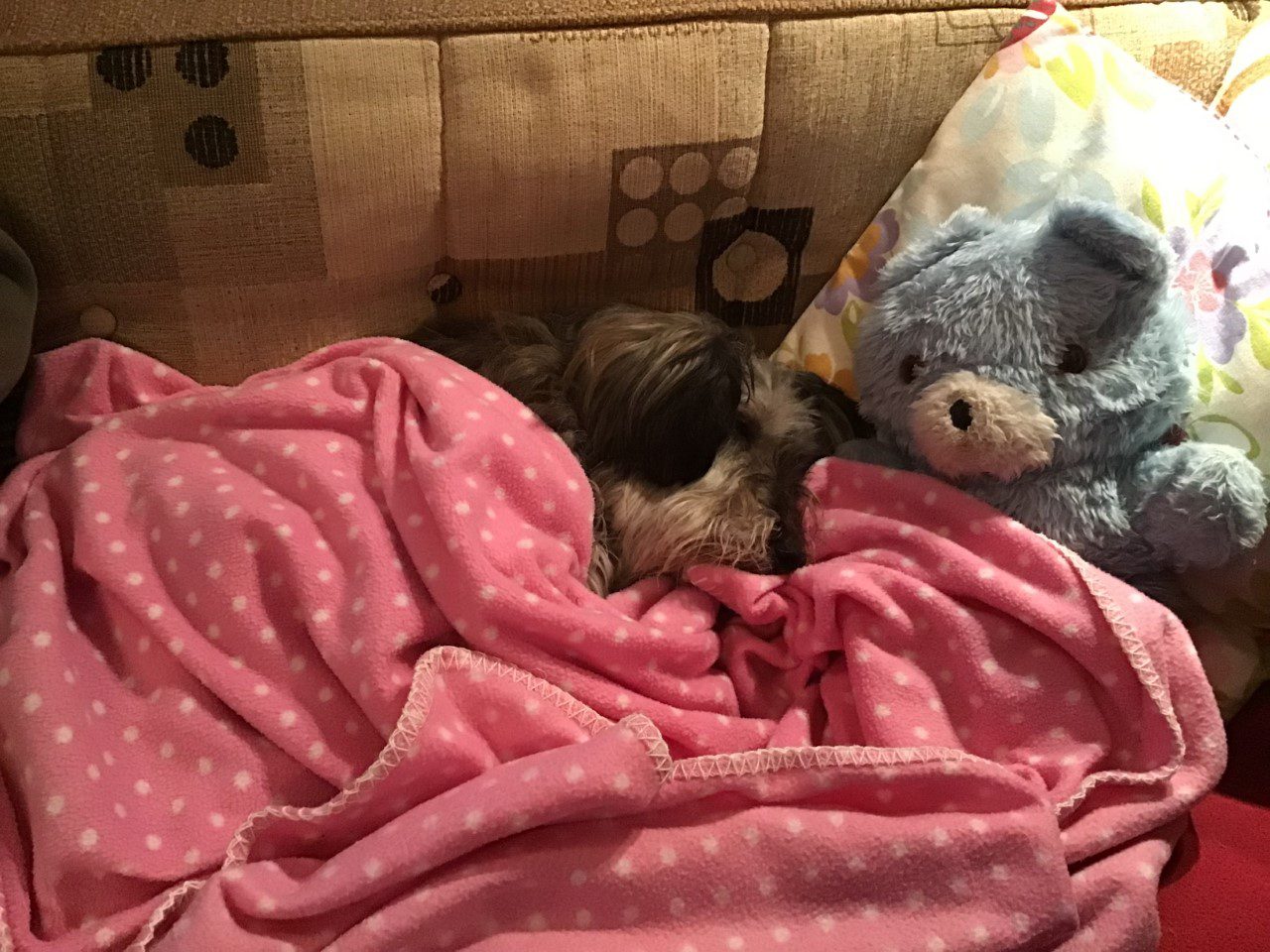 Pippa a small rescue dog under a pink blanket | 1 Dog At A Time Pippa snuggled under a blanket with her teddy | 1 Dog At a Time Rescue UK | Dedicated To Rescuing and Rehoming Romanian Street Dogs