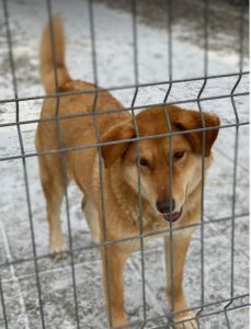 Pollyanna a tan Romanian rescue dog | 1 Dog at a Time Rescue UK