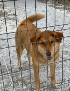 Pollyanna a tan Romanian rescue dog | 1 Dog at a Time Rescue UK