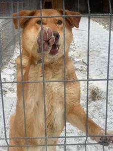 Pollyanna a tan Romanian rescue dog | 1 Dog at a Time Rescue UK
