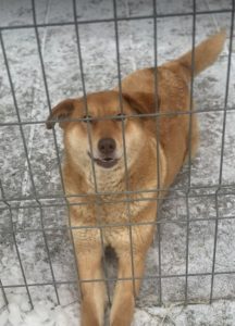 Pollyanna a tan Romanian rescue dog | 1 Dog at a Time Rescue UK