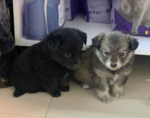 Pumpkin a grey Romanian rescue dog | 1 Dog at a Time Rescue UK