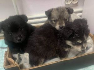 Pumpkin a grey Romanian rescue dog | 1 Dog at a Time Rescue UK