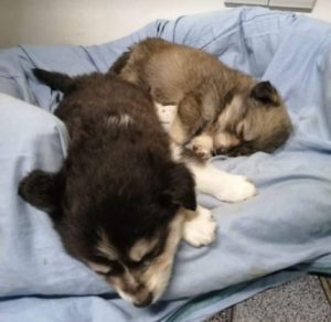 Pumpkin a grey Romanian rescue dog | 1 Dog at a Time Rescue UK