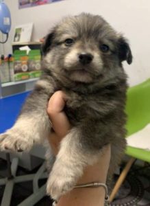 Pumpkin a grey Romanian rescue dog | 1 Dog at a Time Rescue UK