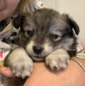 Pumpkin a grey Romanian rescue dog | 1 Dog at a Time Rescue UK