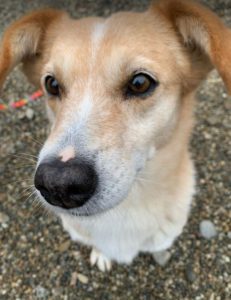 Rex a faun colour Romanian rescue dog | 1 Dog at a Time Rescue UK