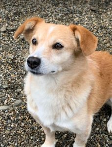 Rex a faun colour Romanian rescue dog | 1 Dog at a Time Rescue UK