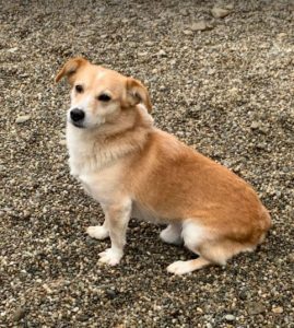 Rex a faun colour Romanian rescue dog | 1 Dog at a Time Rescue UK