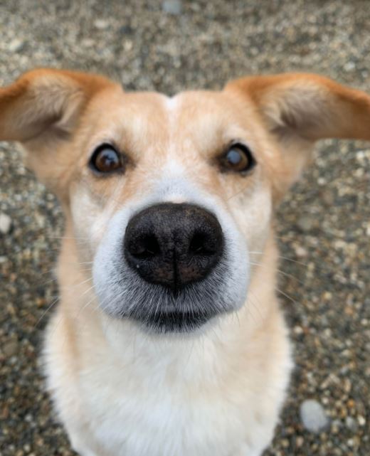 Rex a faun colour Romanian rescue dog hh_1 Dog at a Time Rescue UK Rex a faun colour Romanian rescue dog | 1 Dog at a Time Rescue UK