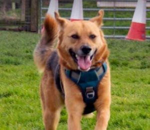 Sammy a tan and black Romanian rescue dog | 1 Dog at a Time rescue UK