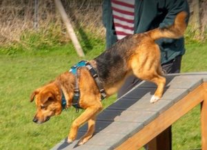 Sammy a tan and black Romanian rescue dog | 1 Dog at a Time rescue UK