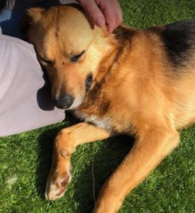 Sammy a tan and black Romanian rescue dog | 1 Dog at a Time rescue UK