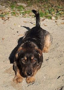 Tammie a black and faun Romanian rescue dog | 1 Dog at a Time Rescue UK