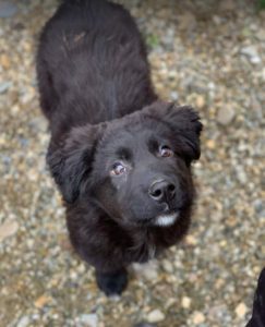 Abby a black Romanian rescue dog | 1 Dog at a Time Rescue UK