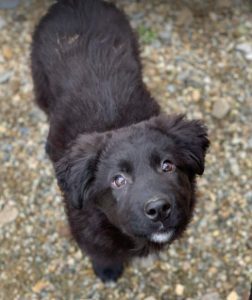 Abby a black Romanian rescue dog | 1 Dog at a Time Rescue UK