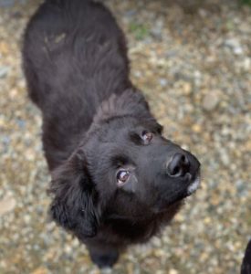 Abby a black Romanian rescue dog | 1 Dog at a Time Rescue UK