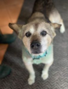 Alfie a grey and white Romanian rescue dog | 1 Dog at a Time Rescue UK