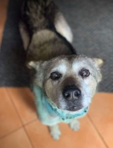 Alfie a grey and white Romanian rescue dog | 1 Dog at a Time Rescue UK