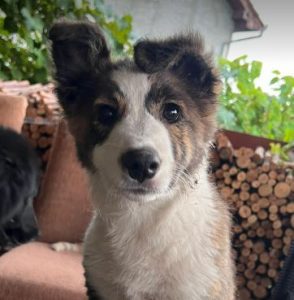 Bella a brown and white romanian rescue dog | 1 dog at a time rescue uk