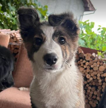 Bella a brown and white romanian rescue dog 1_1 dog at a time rescue uk Bella a brown and white romanian rescue dog | 1 dog at a time rescue uk