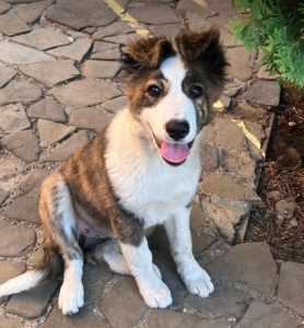 Bella a brown and white romanian rescue dog | 1 dog at a time rescue uk