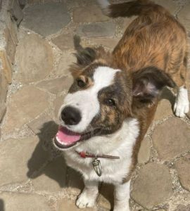 Bella a brown and white romanian rescue dog | 1 dog at a time rescue uk