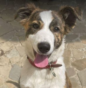Bella a brown and white romanian rescue dog | 1 dog at a time rescue uk