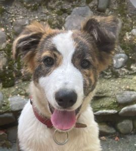 Bella a brown and white romanian rescue dog | 1 dog at a time rescue uk