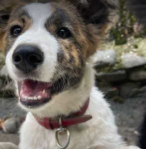 Bella a brown and white romanian rescue dog | 1 dog at a time rescue uk