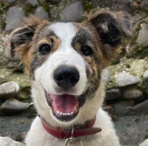 Bella a brown and white romanian rescue dog | 1 dog at a time rescue uk