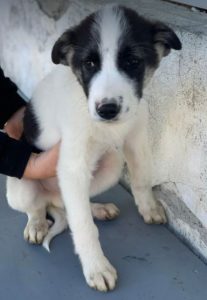 Carlos a black and white Romanian rescue dog | 1 Dog at a Time Rescue UK