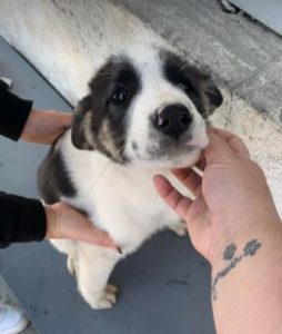 Carlos a black and white Romanian rescue dog | 1 Dog at a Time Rescue UK