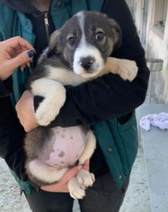 Carly a grey and white Romanian rescue dog | 1 Dog at a Time Rescue UK