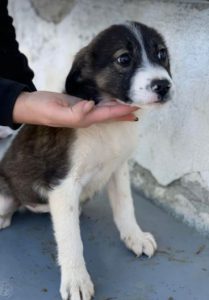 Carly a grey and white Romanian rescue dog | 1 Dog at a Time Rescue UK