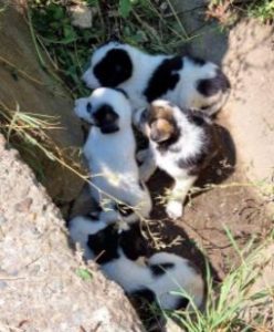 Christa a tan and white Romanian rescue dog | 1 Dog at a Time Rescue UK