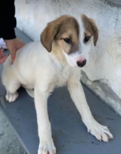 Christa a tan and white Romanian rescue dog | 1 Dog at a Time Rescue UK