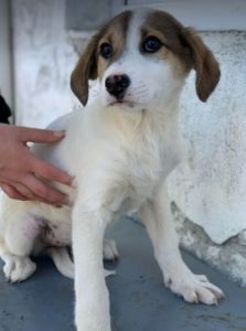 Christa a tan and white Romanian rescue dog | 1 Dog at a Time Rescue UK