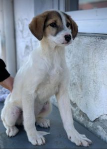 Christa a tan and white Romanian rescue dog | 1 Dog at a Time Rescue UK