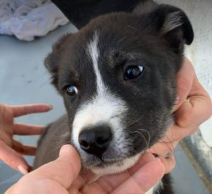 Cissy a black and white Romanian rescue dog | 1 Dog at a Time Rescue UK