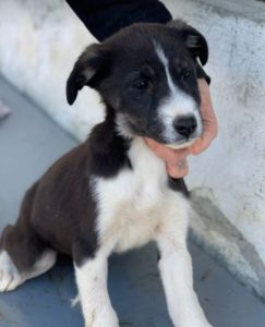 Cissy a black and white Romanian rescue dog | 1 Dog at a Time Rescue UK