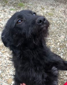 Connie a black Romanian rescue dog | 1 Dog at a Time Rescue UK