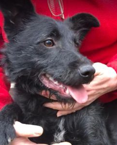 Connie a black Romanian rescue dog | 1 Dog at a Time Rescue UK
