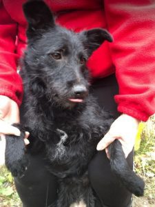 Connie a black Romanian rescue dog | 1 Dog at a Time Rescue UK